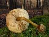 Pluteus umbrosus image