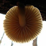 Mycena galericulata image