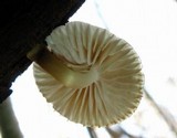 Mycena galericulata image