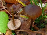 Entoloma vernum image