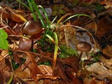 Entoloma vernum image