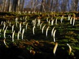 Multiclavula mucida image