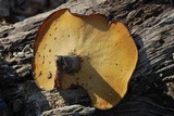 Royoporus badius image