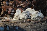 Tyromyces chioneus image