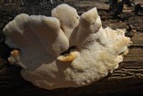 Tyromyces chioneus image