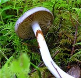 Cortinarius betulinus image