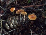 Galerina uncialis image