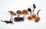 Galerina uncialis image