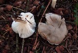 Hygrophorus agathosmus image