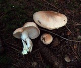 Hygrophorus pudorinus image