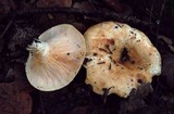Lactarius intermedius image