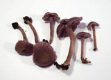 Laccaria amethystina image