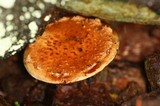 Hemistropharia albocrenulata image