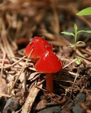 Hygrocybe acutoconica image