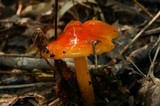 Hygrocybe acutoconica image