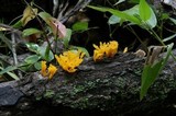 Dacryopinax spathularia image