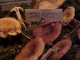 Lactarius subflammeus image