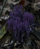 Clavaria zollingeri image