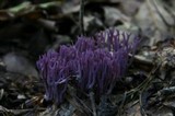 Clavaria zollingeri image