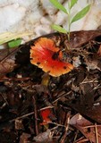 Hygrocybe acutoconica image