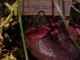 Lactarius kauffmanii var. kauffmanii image