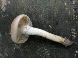 Pholiota angustipes image