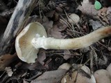 Pholiota angustipes image