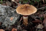 Cortinarius trivialis image
