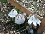 Coprinus calyptratus image