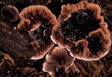 Hydnellum scrobiculatum image