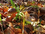 Entoloma vernum image