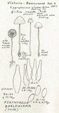 Psathyrella barlowiana image