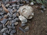 Calvatia fragilis image