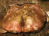 Boletus michoacanus image
