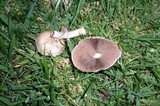 Agaricus californicus image