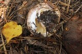 Suillus brunnescens image
