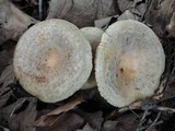 Lactarius maculatus image