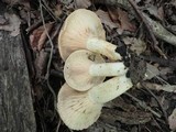 Lactarius maculatus image