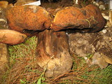 Boletus michoacanus image