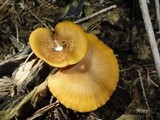 Entoloma formosum image