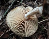 Entoloma formosum image