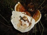 Ganoderma sessile image