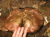 Boletus michoacanus image