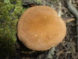 Boletellus chrysenteroides image