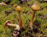 Cortinarius delibutus image