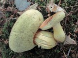 Boletus roxanae image