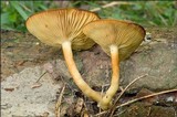 Tricholomopsis decora image