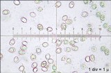 Tricholomopsis decora image
