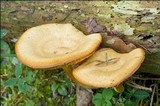 Tricholomopsis decora image