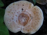 Lactarius chrysorrheus image